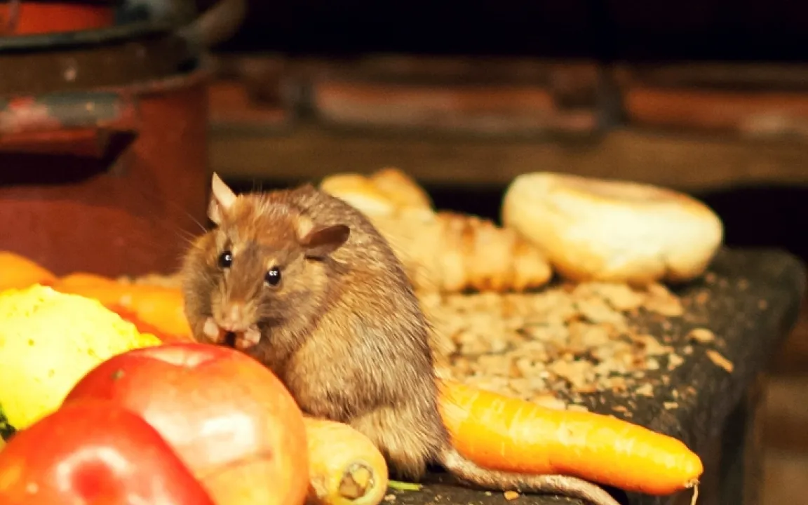 Damit Ratten und Hausmäuse nicht zur Plage werden