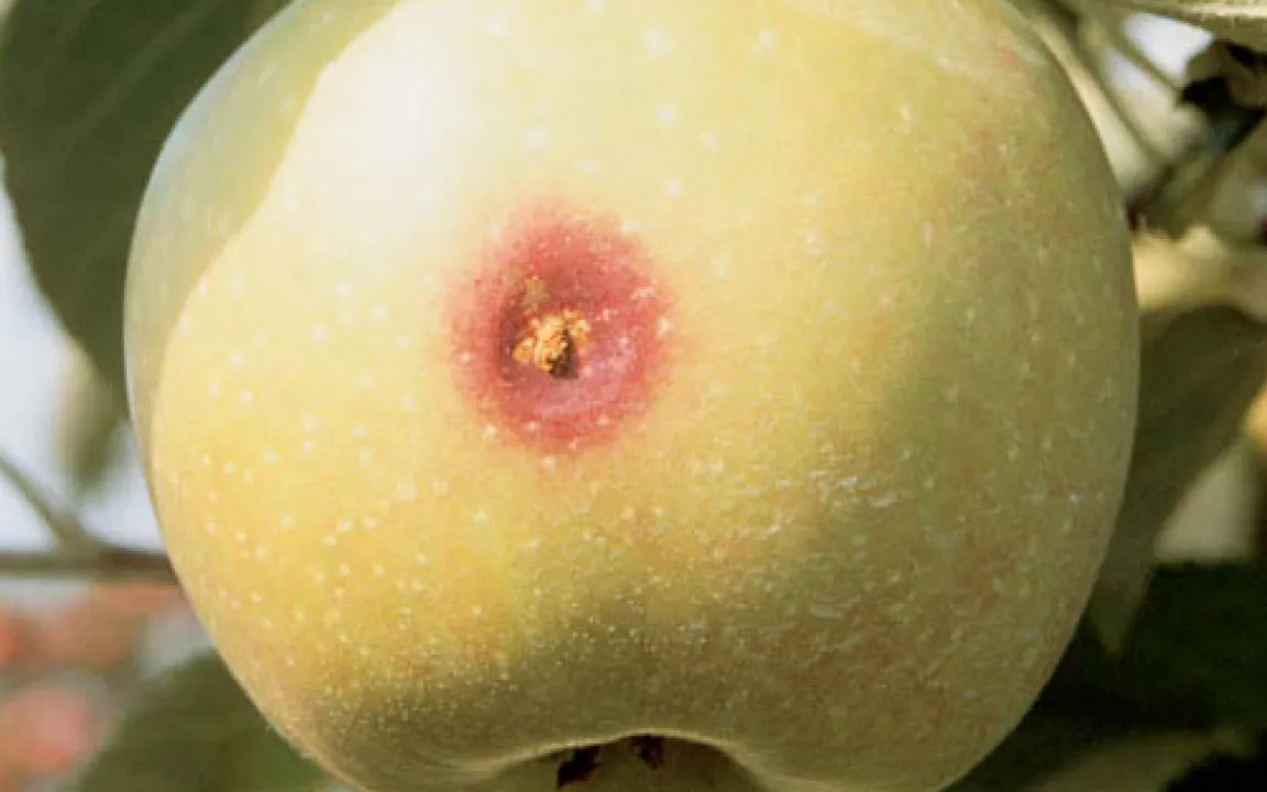   Resistente Schädlinge – auch im Bio-Anbau eine Herausforderung  