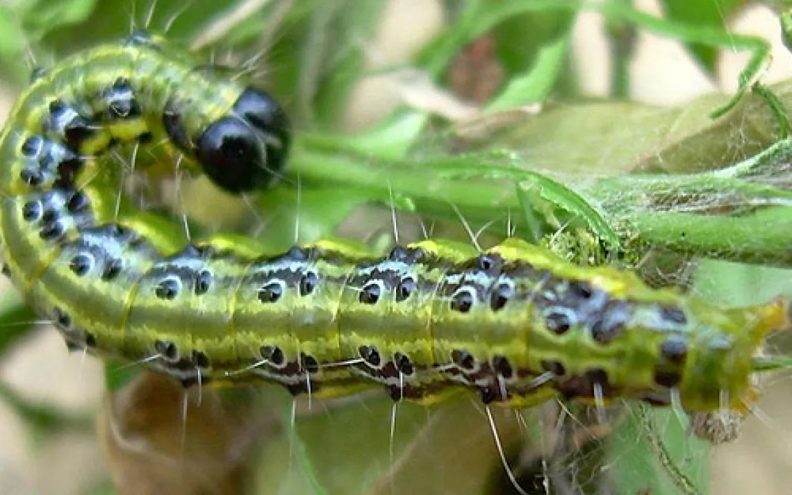 Der Buchsbaumzünsler – gefräßiger Schädling aus Asien lässt Buchsbäume absterben 