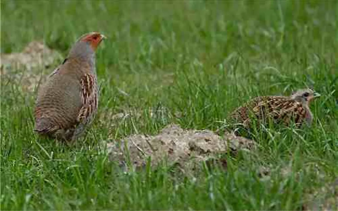Immer weniger Rebhühner 