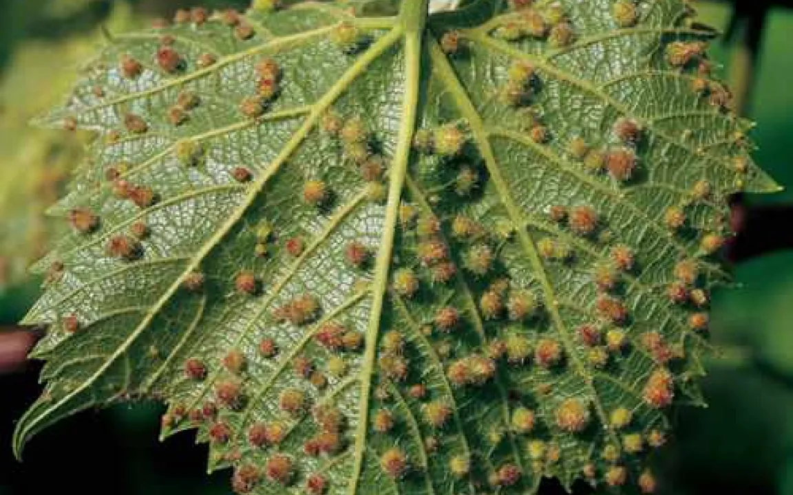 Tierische Schaderreger im Weinberg - Herausforderung für Winzer 2009