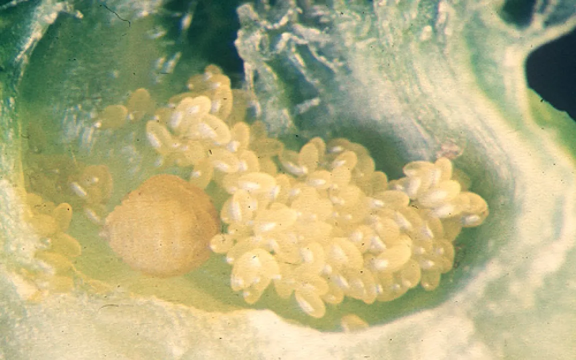   Renaissance eines Weinschädlings: Die Reblaus meldet sich zurück  