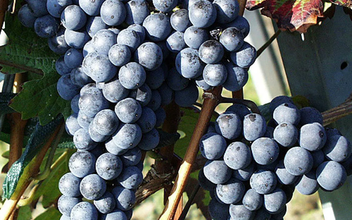 Viel Sonne – der Turbo für die Reben