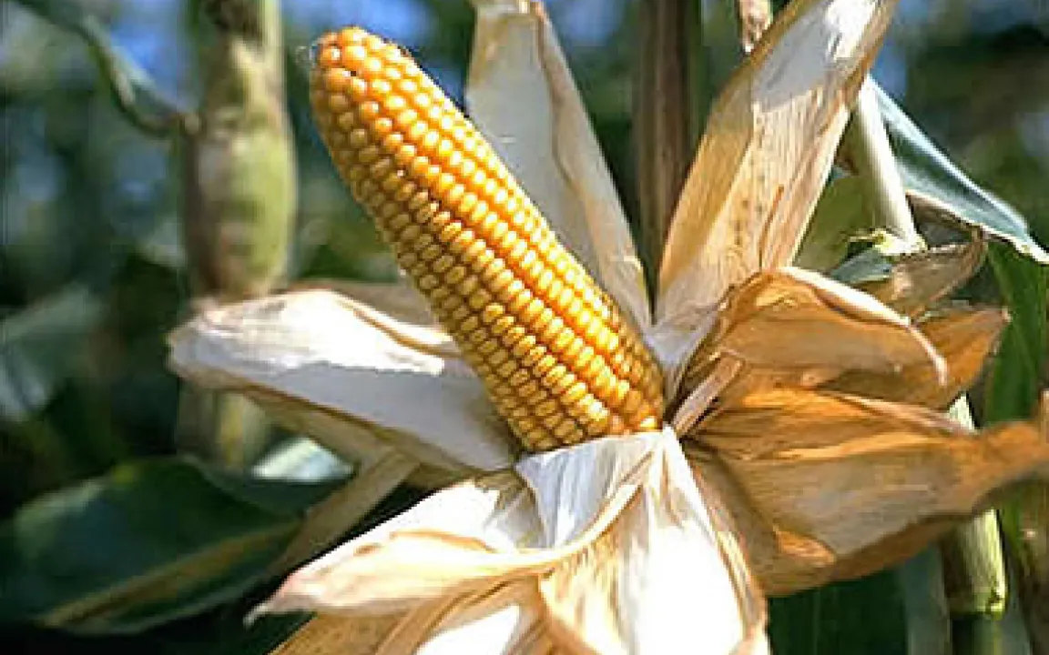 Gentransfer von Pflanzen in Bakterien bedeutungslos 