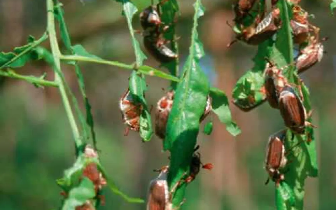 Waldmaikäfer bedrohen Südhessens Wälder