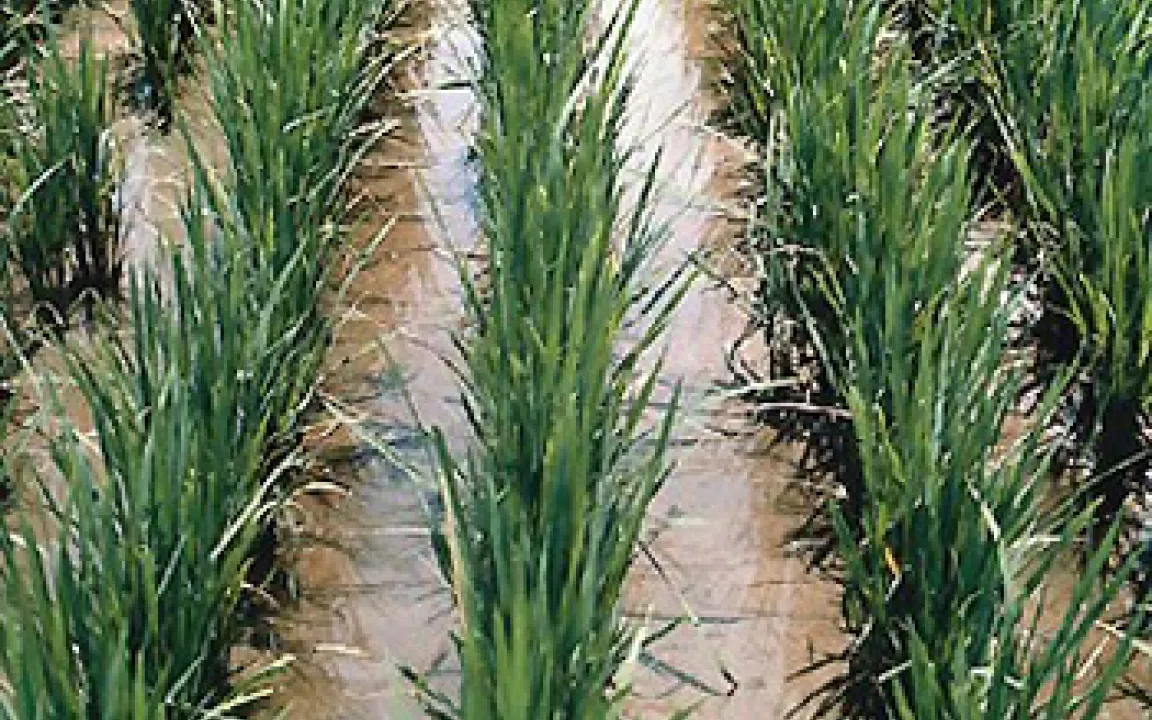 Forscher beklagt den „Export irrationaler Angstmacherei“ 