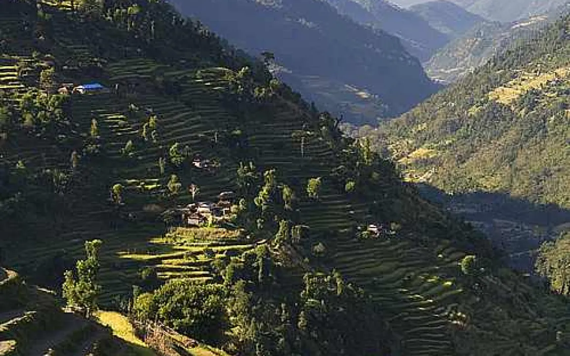 Neue Reissorte widersteht Kälte 