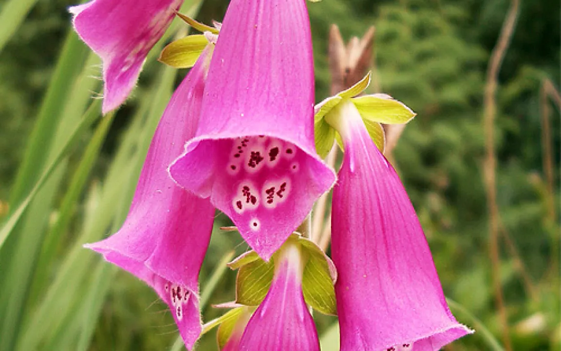 Giftpflanze des Jahres 2007: Der Rote Fingerhut 