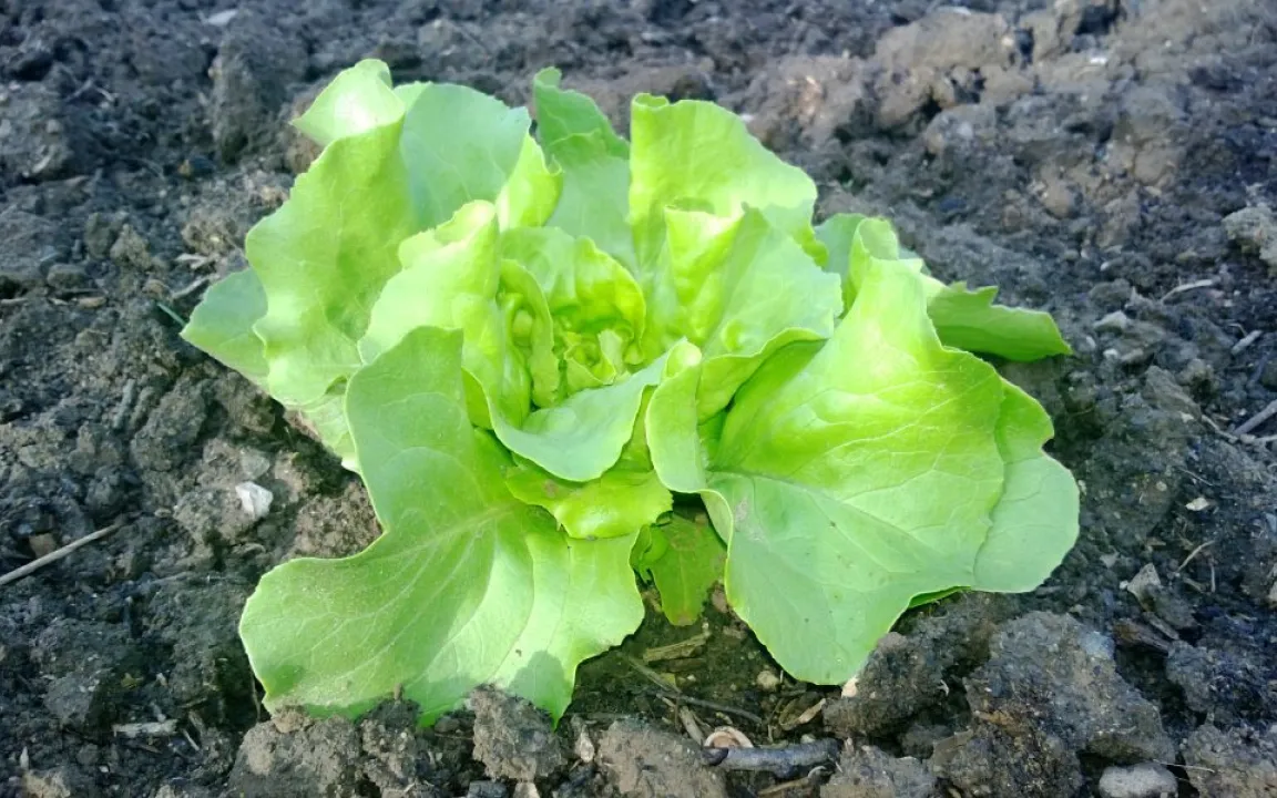 Kopfsalat: rechtzeitig ernten, sonst schießt er