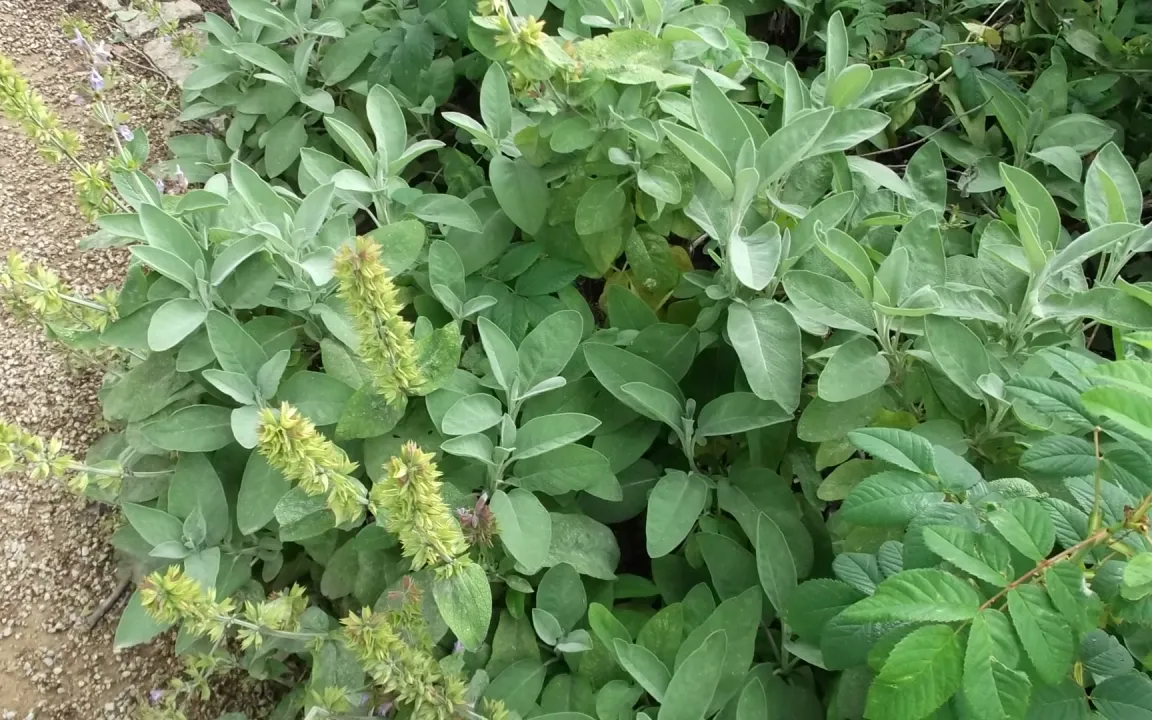 Salbei – ein vielseitiges Heil- und Gewürzkraut 