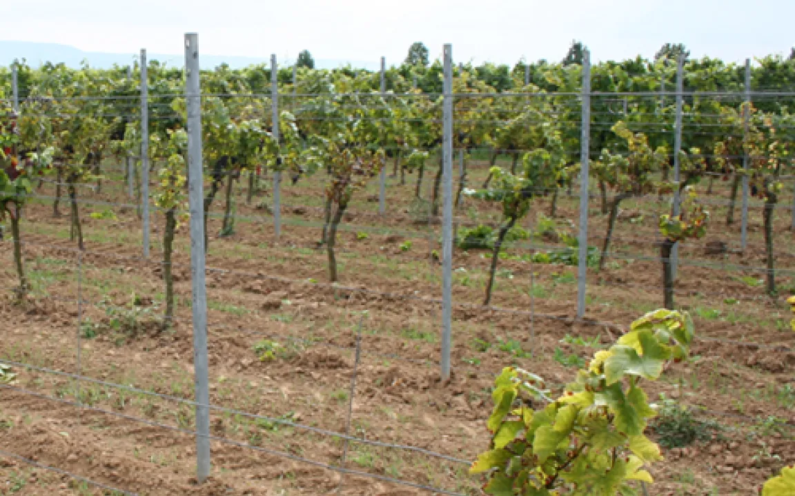 Ein alt bekannter Pilz als neue Bedrohung der Reben