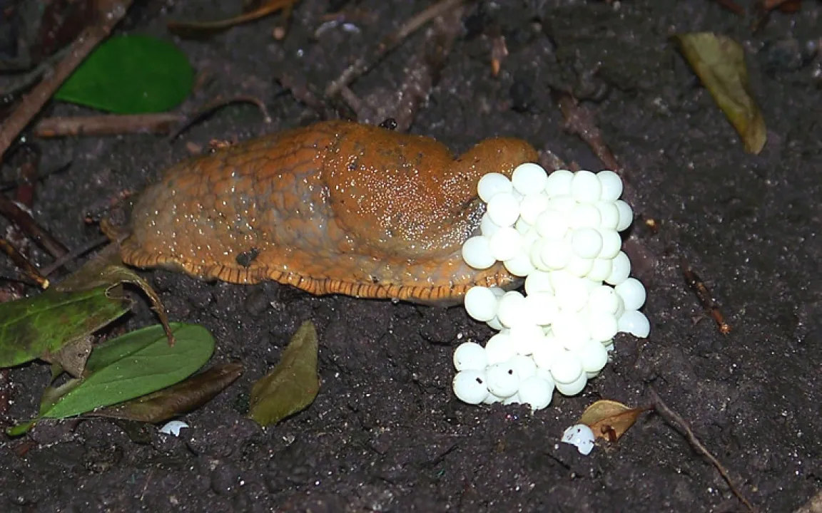 Wider den Schneckenfraß 