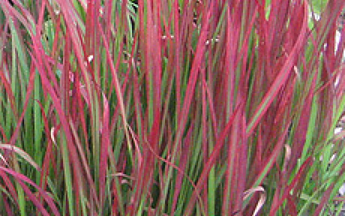 Cogongras: dekorativ und brandgefährlich.