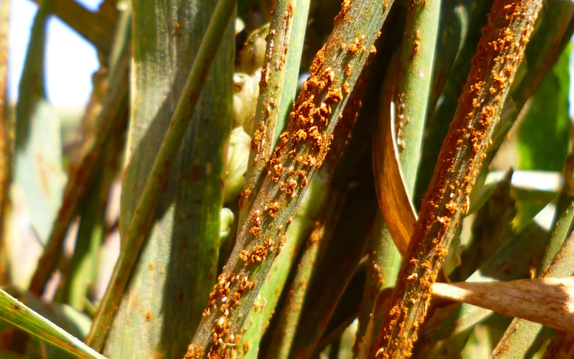 Schwarzrost-Comeback in Deutschland