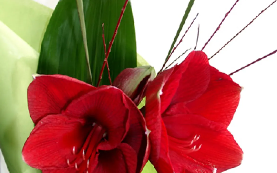 Amaryllis – Ritterstern am Blumenhimmel 