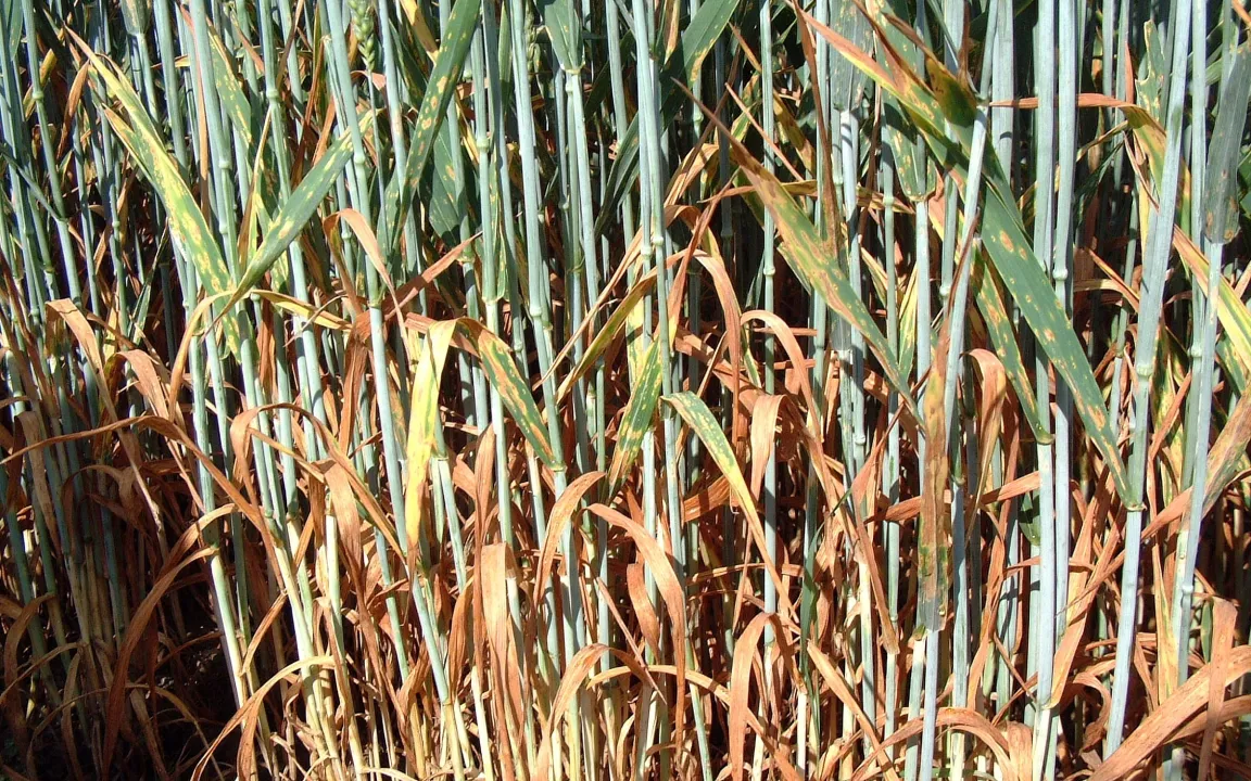 Braune Weizenblätter – ein Schadbild kann viele Ursachen haben