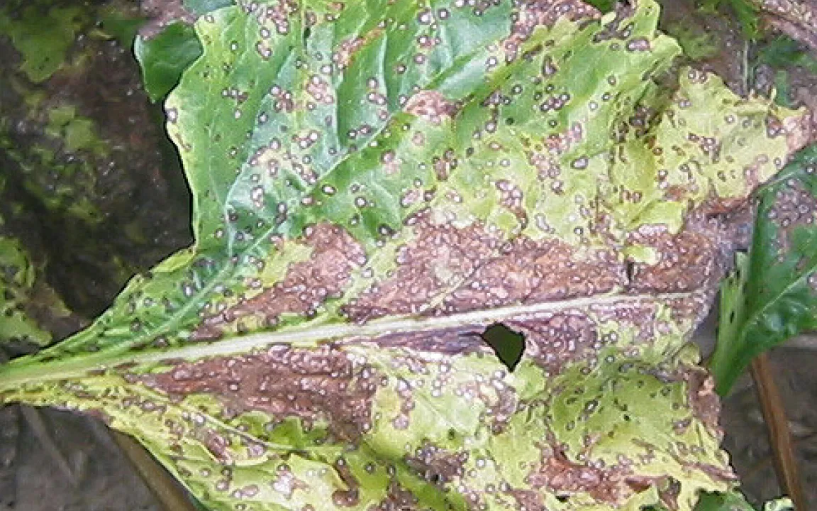 DNA verrät jeden Schaderreger