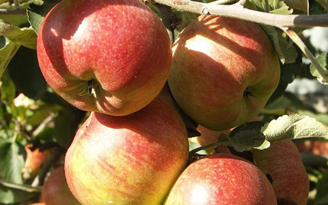 Wenn Obst den Tunnelblick hat … 