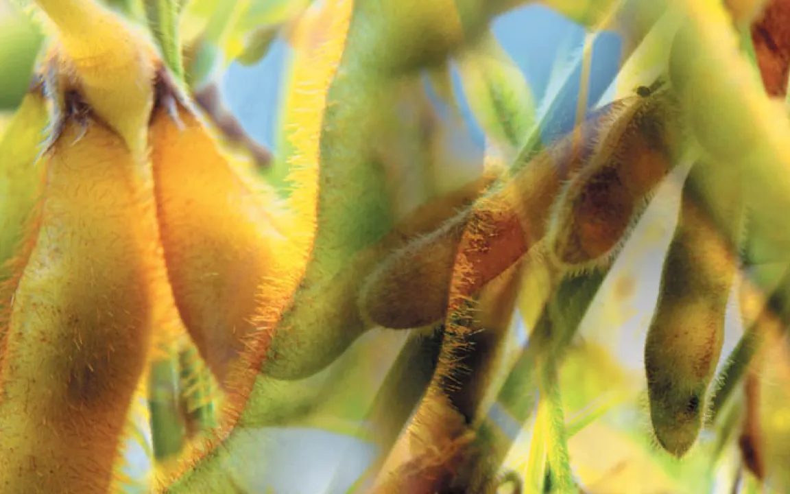 Die Grüne Gentechnik – ein Werkzeug moderner Züchtung für unsere Nutzpflanzen