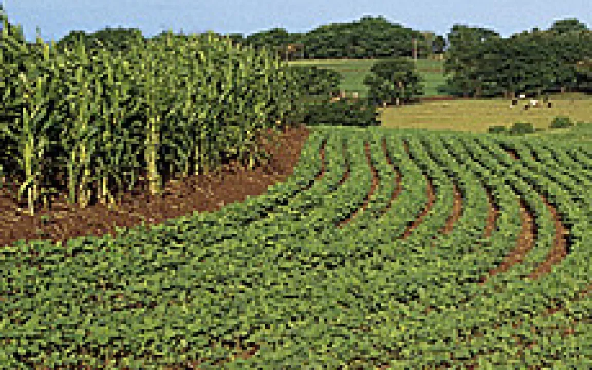 Grüne Gentechnik VIII – Mehr Sojabohnen für gesündere Lebensmittel 