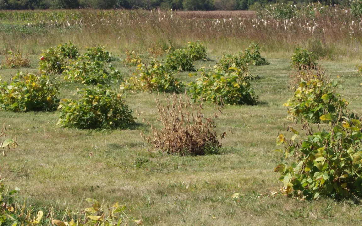 Fadenwurm und Pilz schädigen Sojabohne