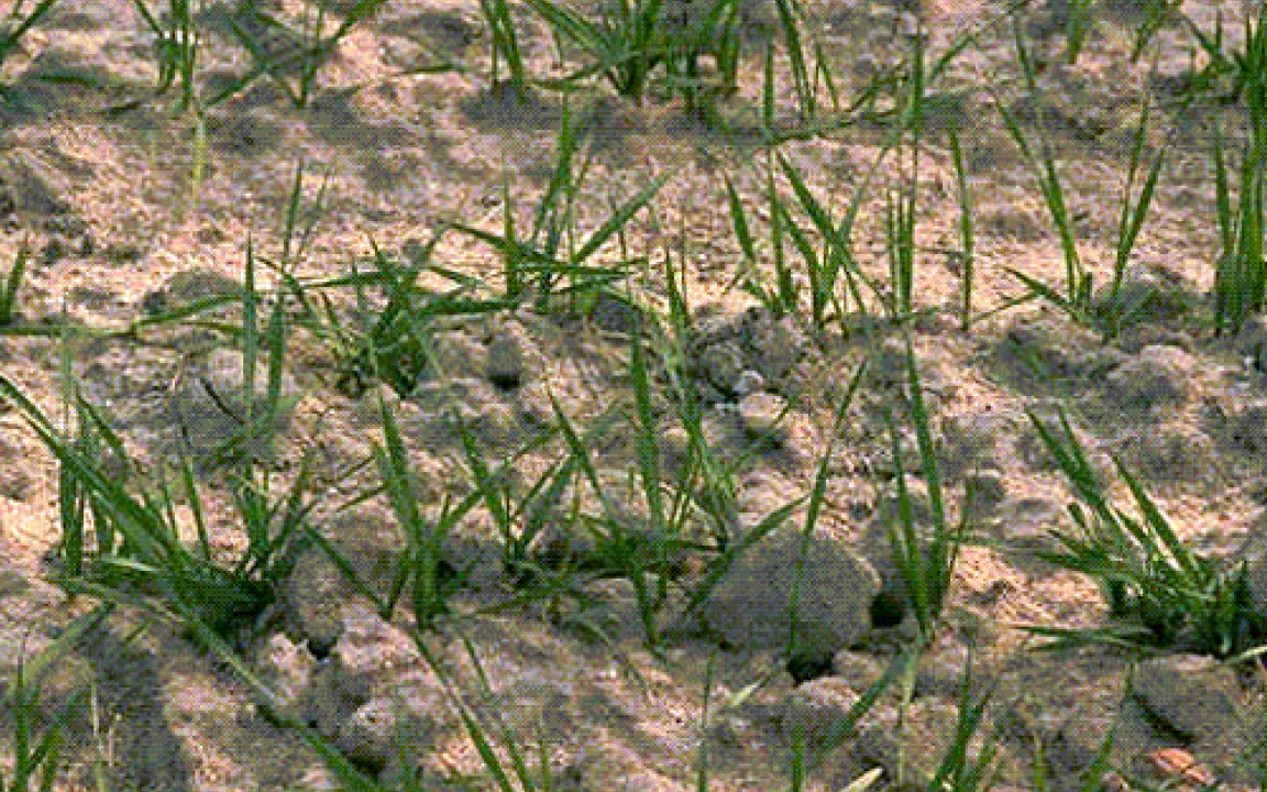 Zahlen, Daten, Fakten 12/06