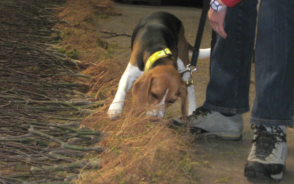Spürhunde und Röntgenstrahlen fahnden nach Zitrusbockkäfer