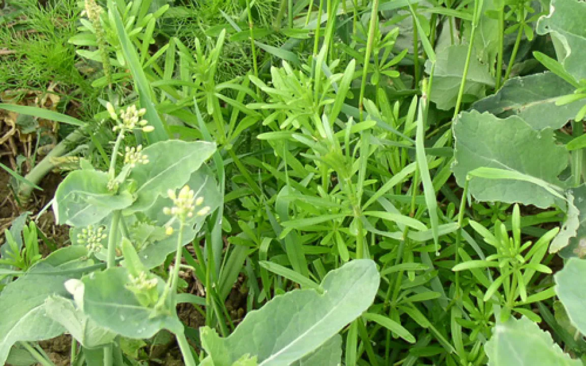 Wenn Pflanzen zu Unkräutern werden