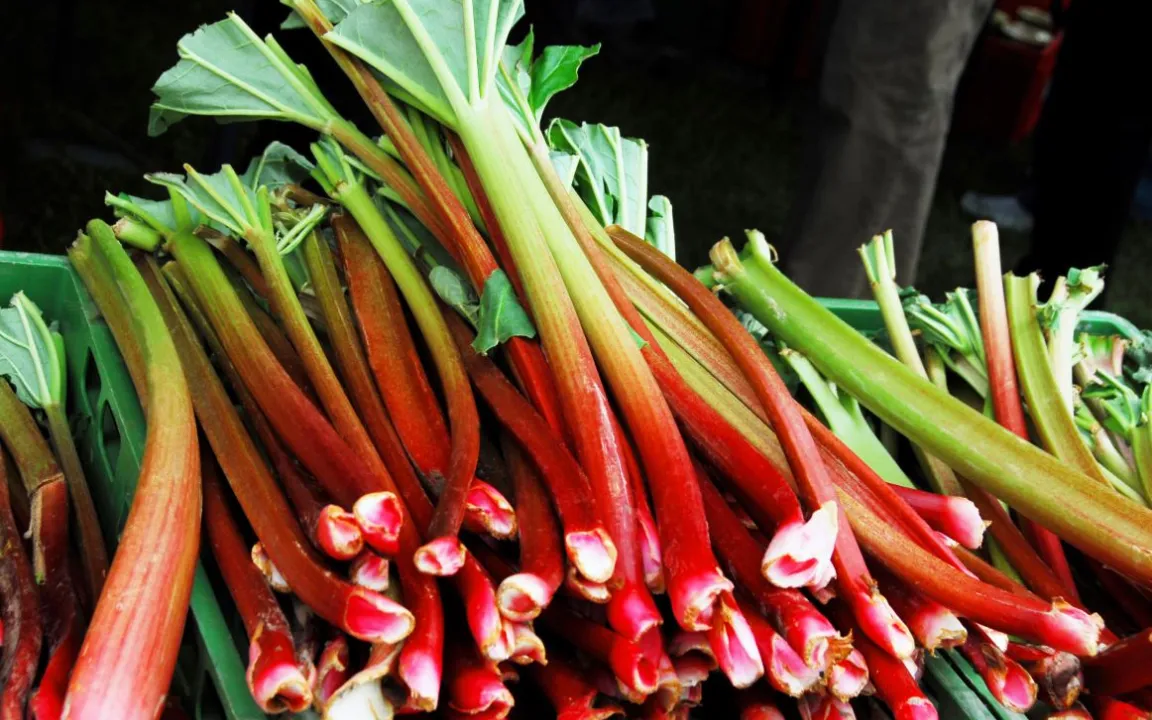 Rhabarber: frisch und gesund, ob rot oder grün