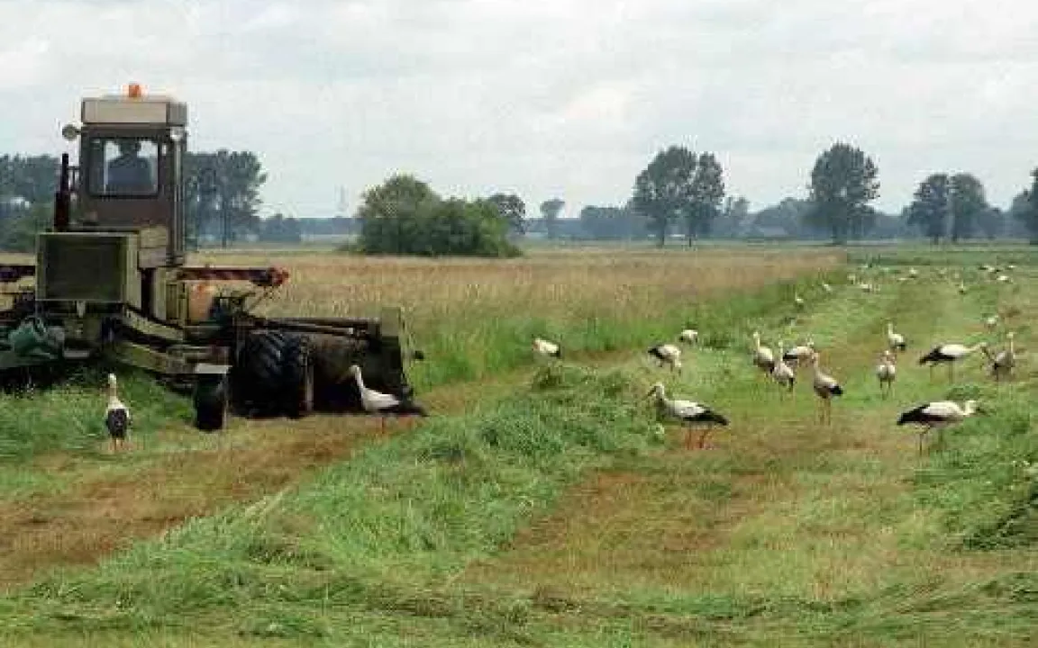 Landwirtschaft und Biodiversität – Gegner oder Partner?