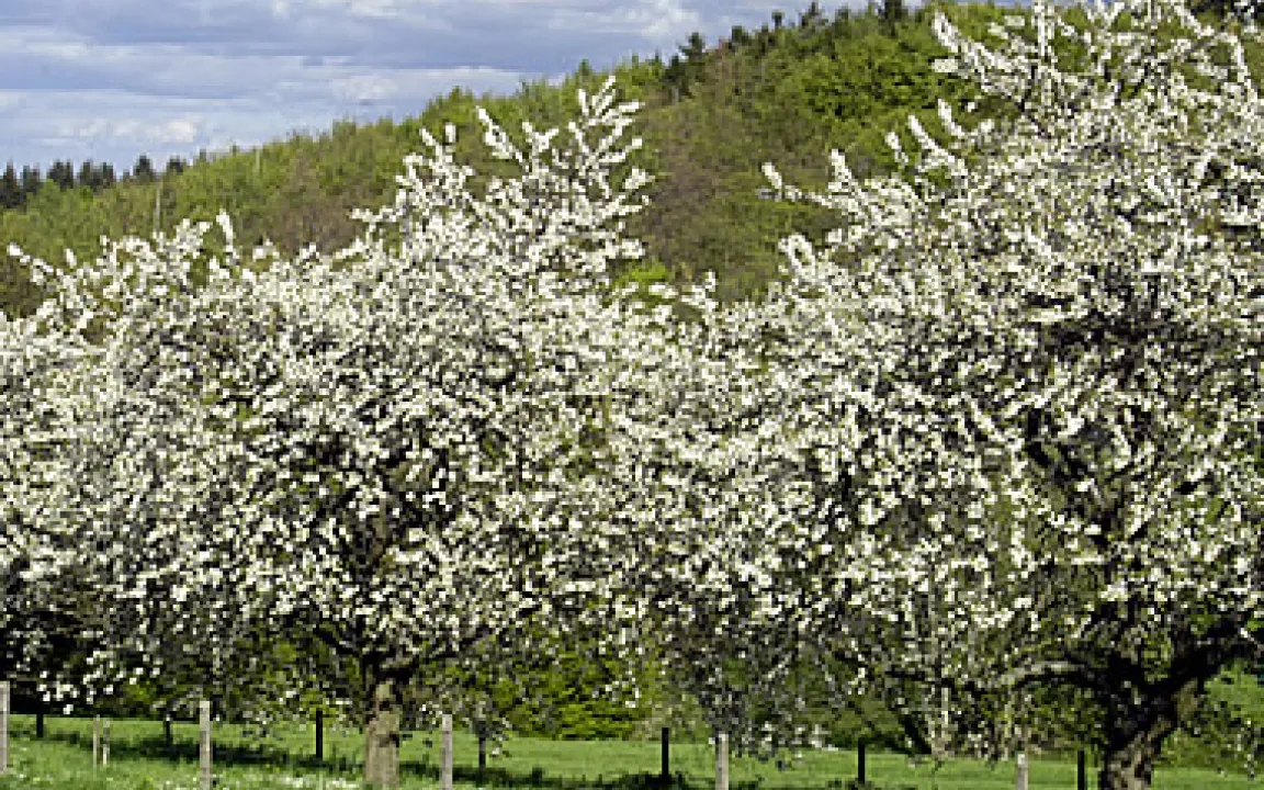 Zahlen, Daten, Fakten 11/06