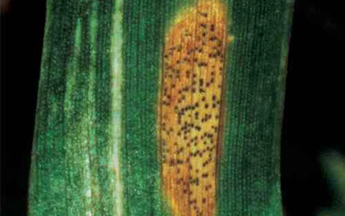 Computer-Prognosen – damit infizierter Weizen nicht erkrankt