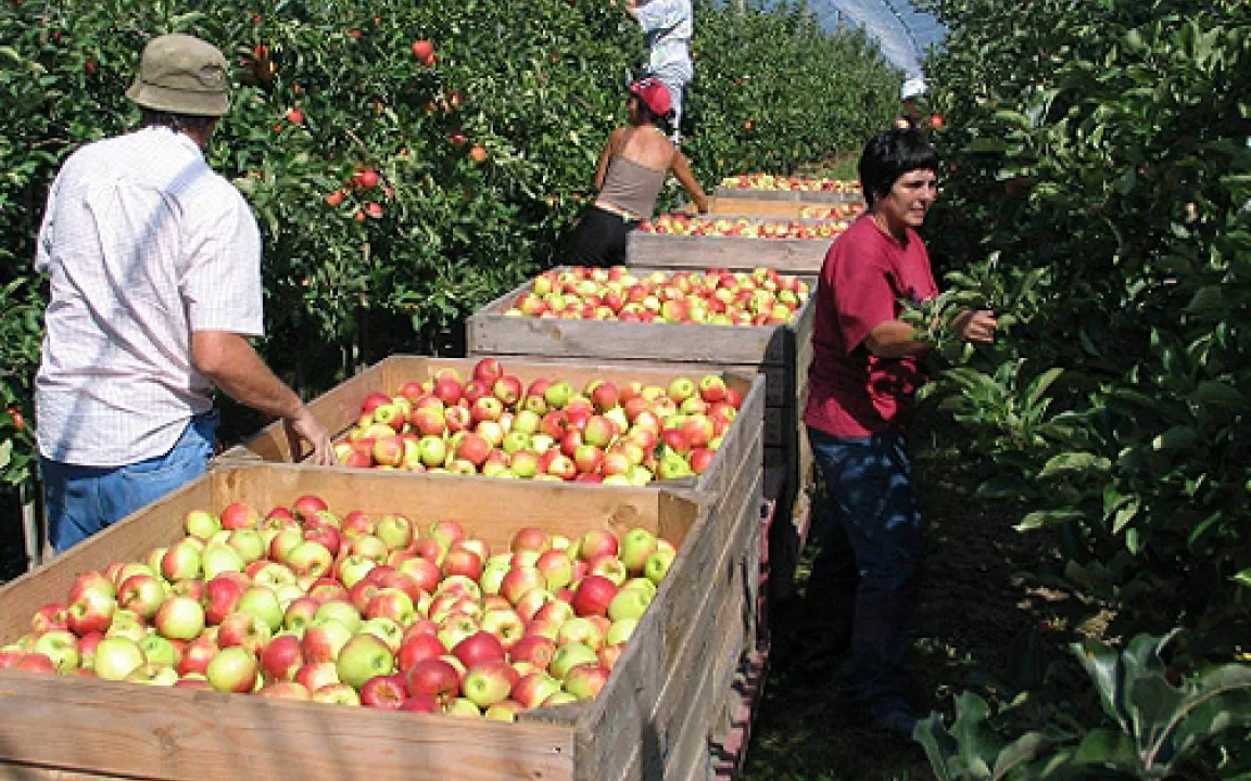 Rekordernte bei Tafeläpfeln