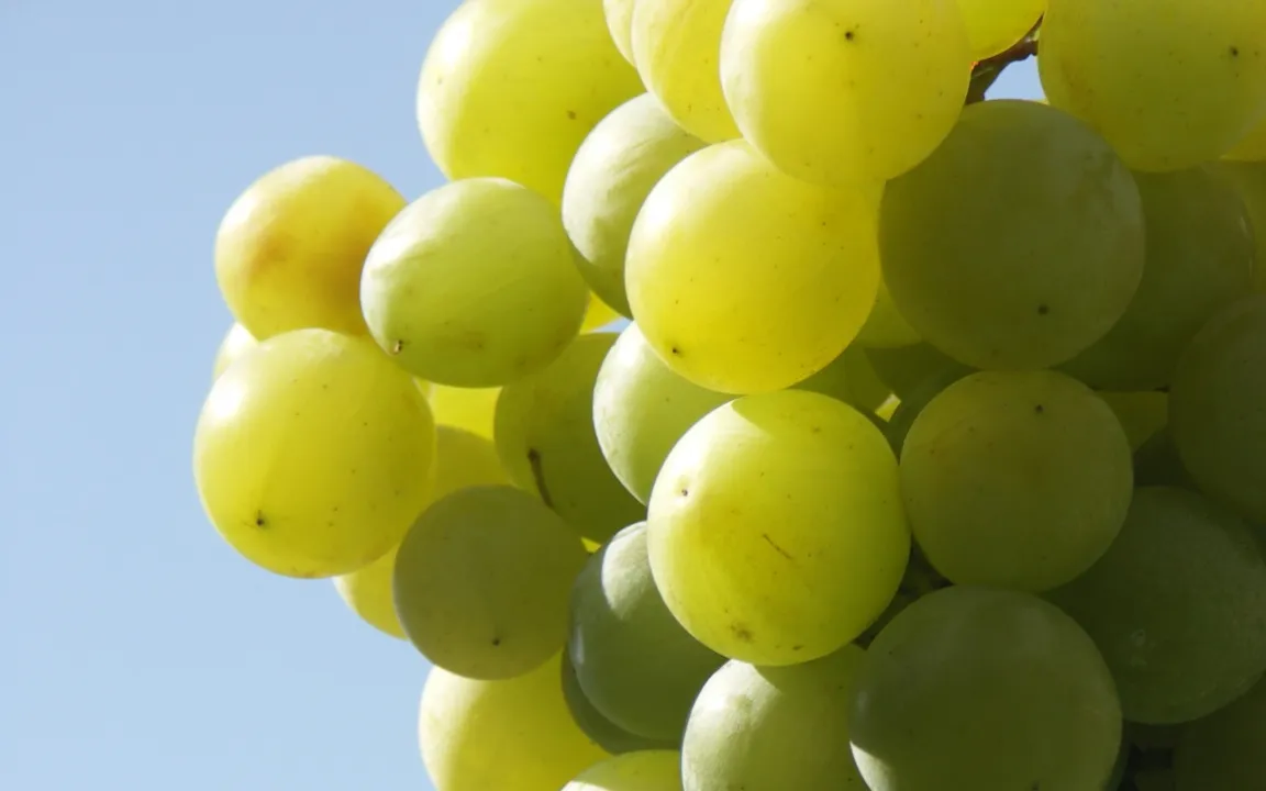 Neu in Deutschland: Tafeltrauben – frisch, groß, saftig, feinschalig und kernlos