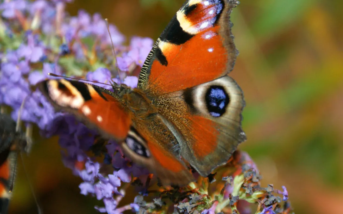 Kein Risiko für Schmetterlinge durch Bt-Mais