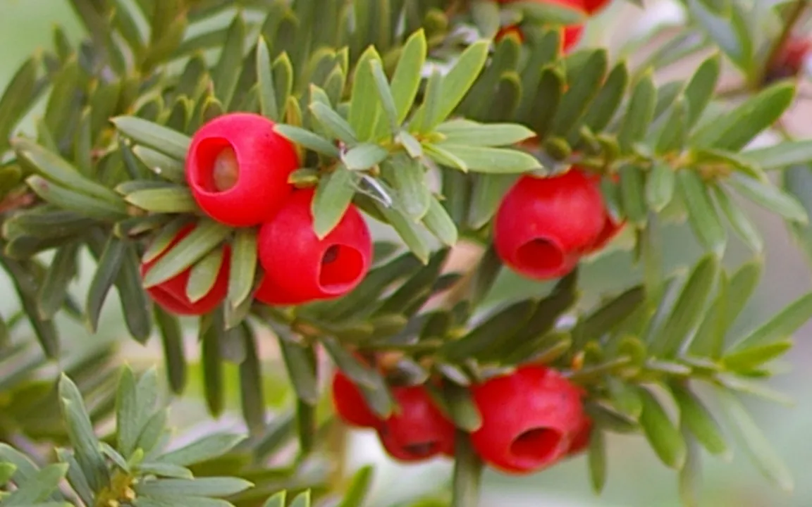 Finale zur Wahl der Giftpflanze 2012 läuft