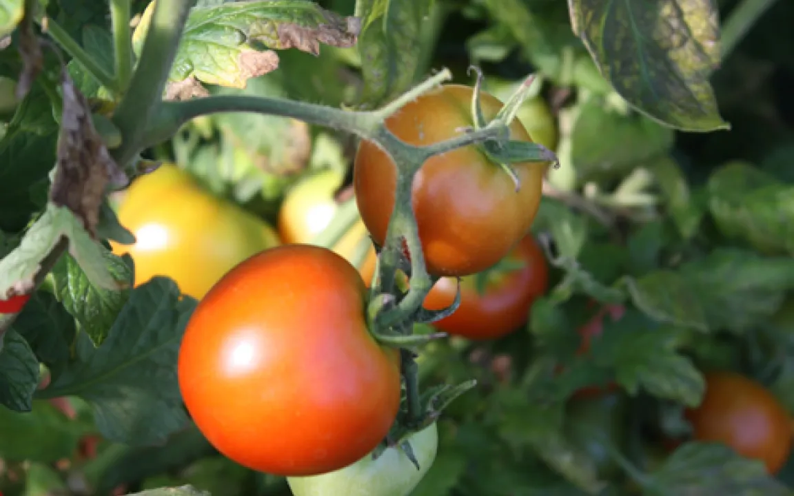 Tomaten brauchen ein Dach über dem Kopf 