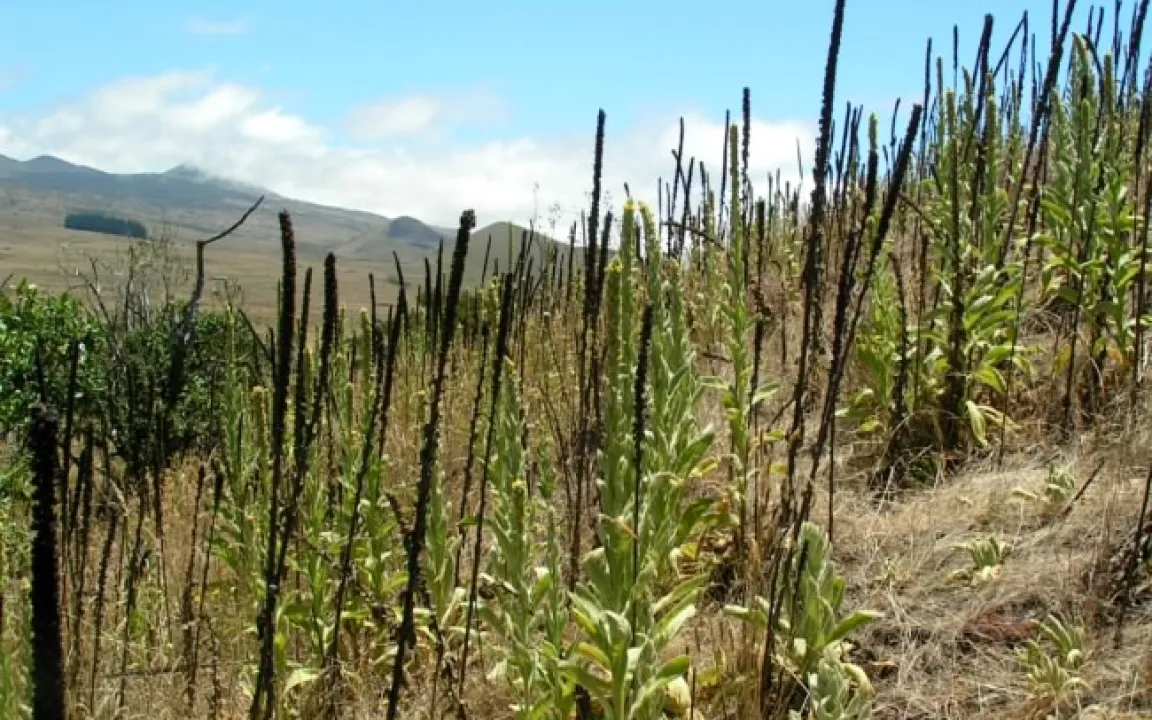 Neophyten unter Beobachtung – nicht alle sind erwünscht