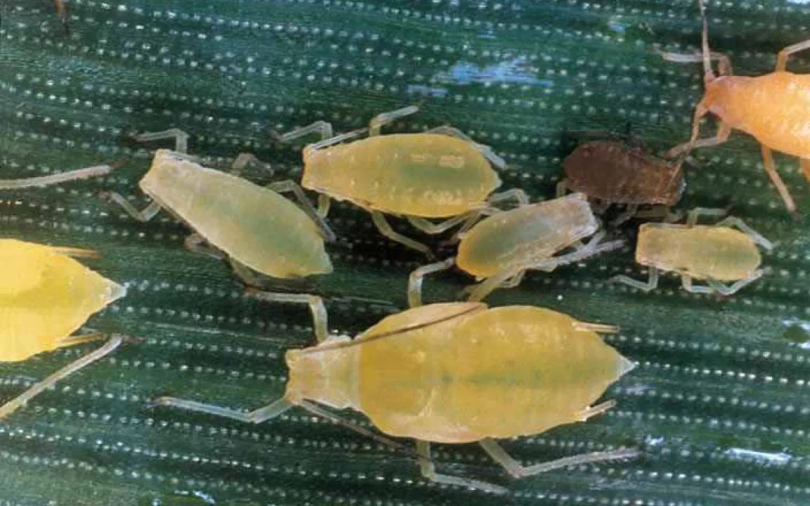 Bei Blattlausalarm auch 2010 wieder Gersten-„Zwerge“?