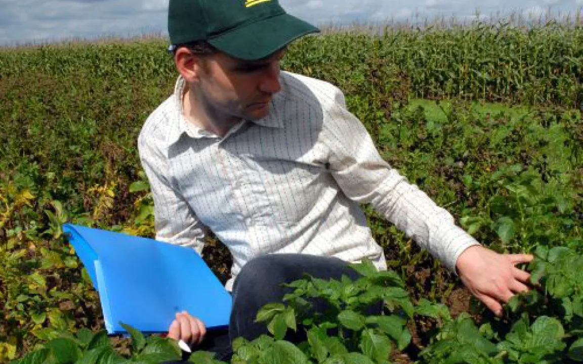Grünes Licht für Feldversuche mit gentechnisch optimierten Kartoffeln