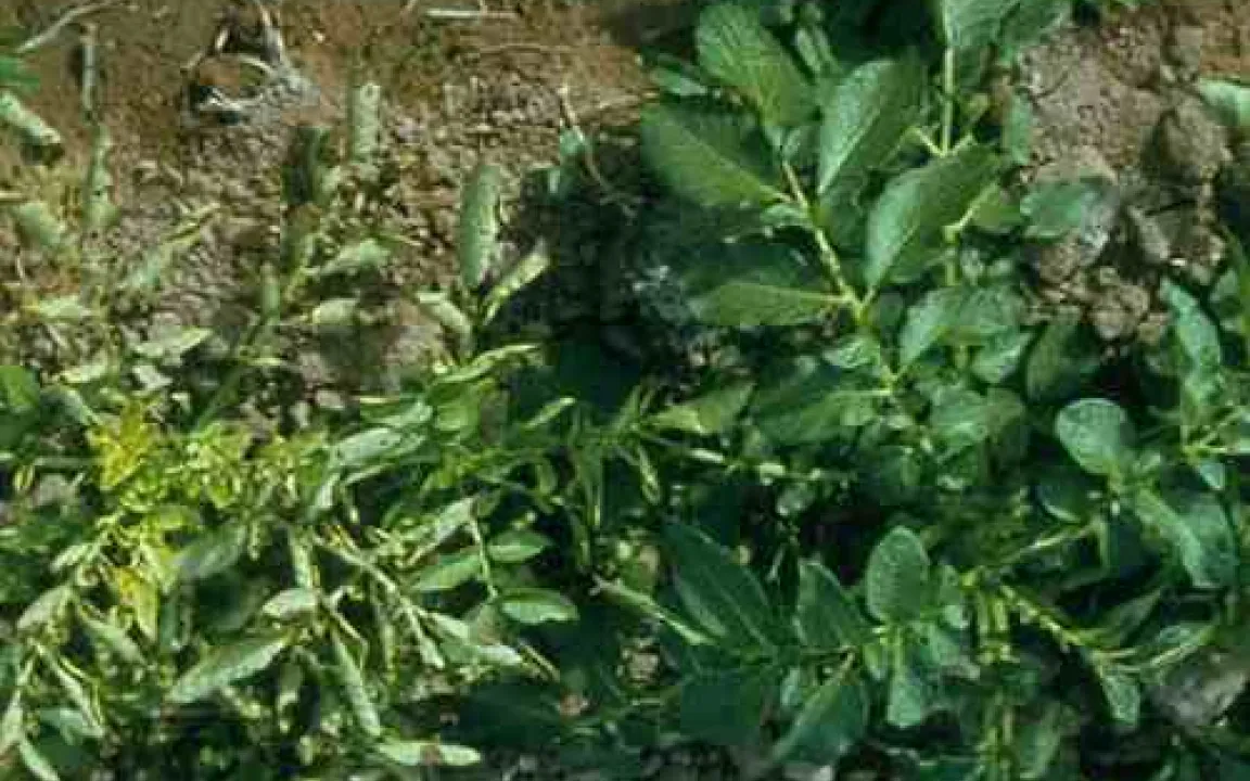 Unkräuter – Quellen für Kartoffelviren 