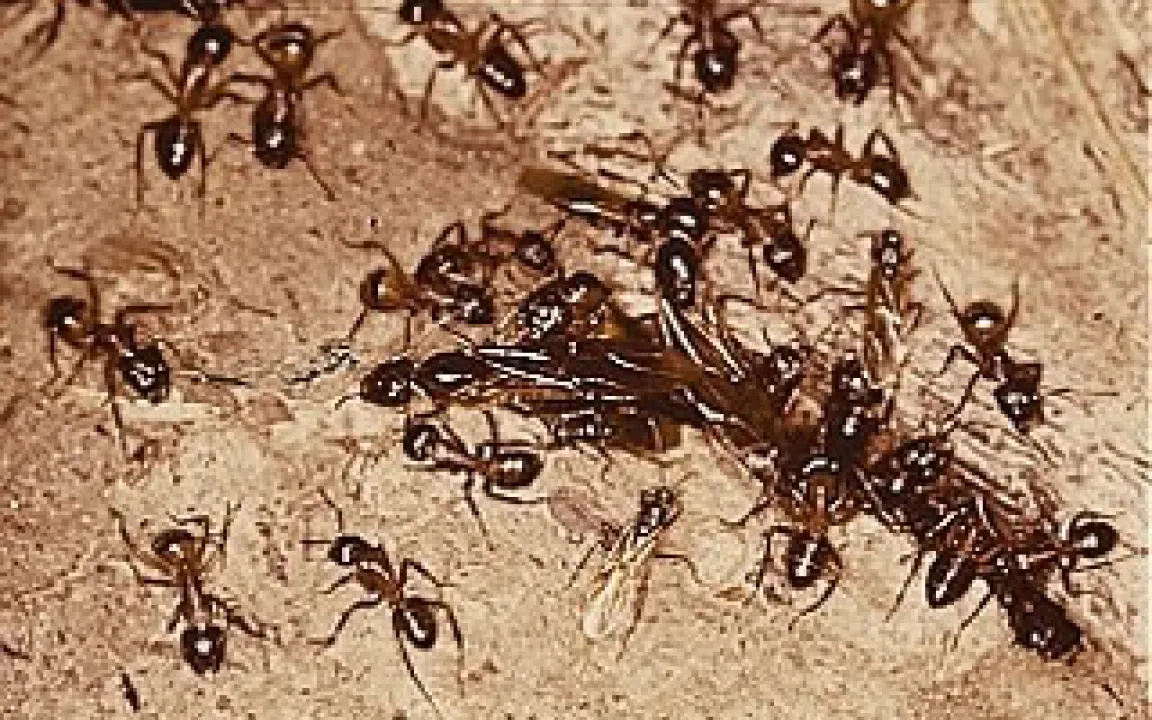 Zahlen, Daten, Fakten 4/05