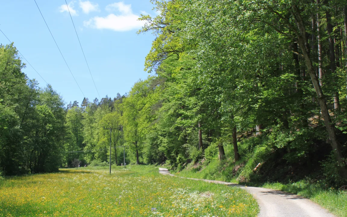 Gesundheit der deutschen Wälder 2011