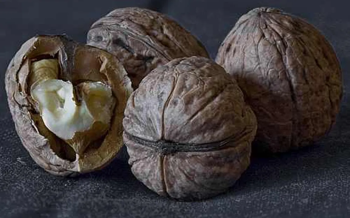 Die Walnuss – auch eine harte Schale schützt nicht vor Eindringlingen