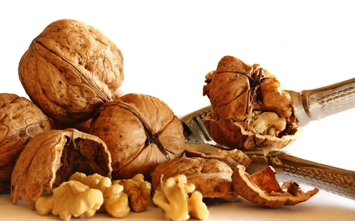 Die Walnuss: harte Schale, leckerer Kern