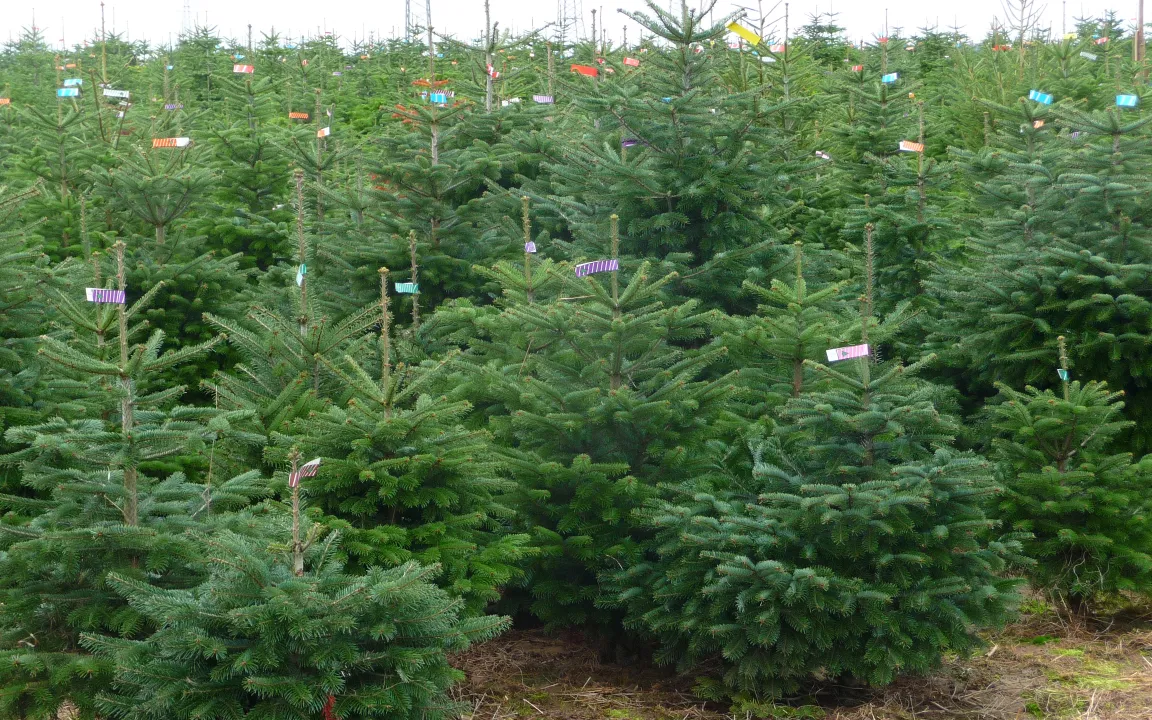 Oh Tannenbaum ..! Vom Zapfen zum Weihnachtsbaum