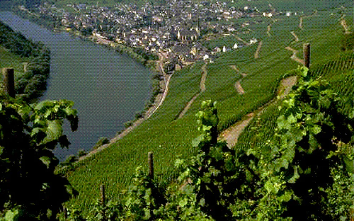 Wenn der Wein blüht