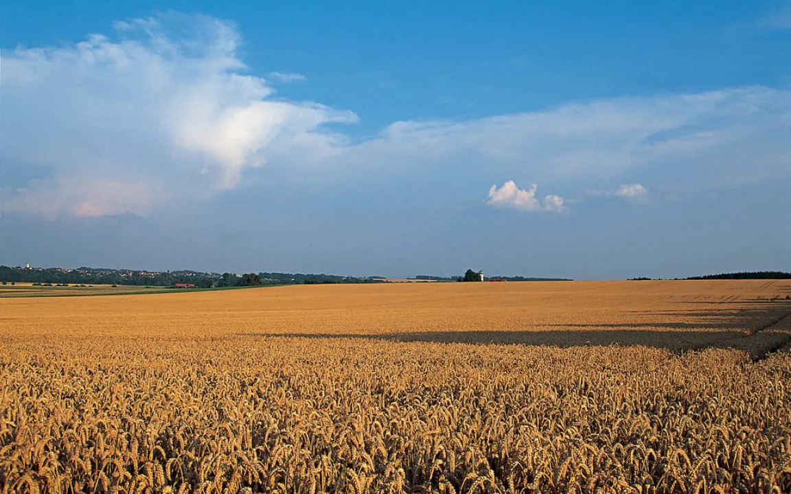Weizen: Nummer eins in Deutschland, weltweit Rang drei