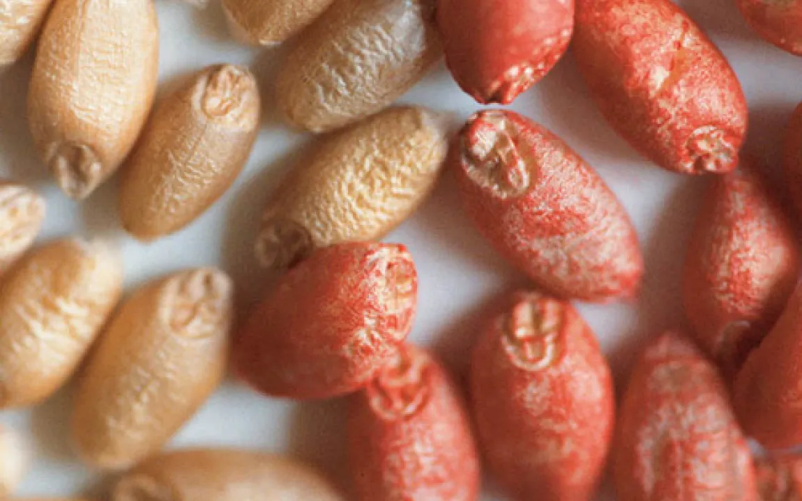 Mykotoxine: Giftige Belastungen von Lebens- und Futtermitteln