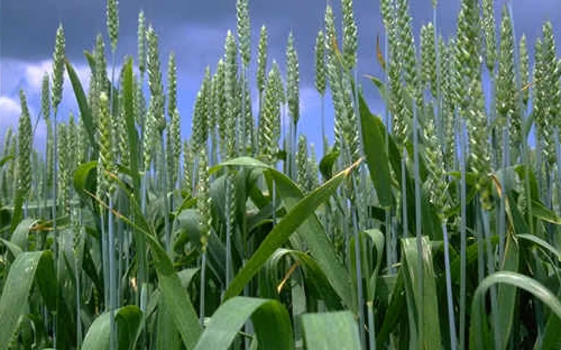 Weizenernte 2005: kleiner, aber nicht weniger Brötchen